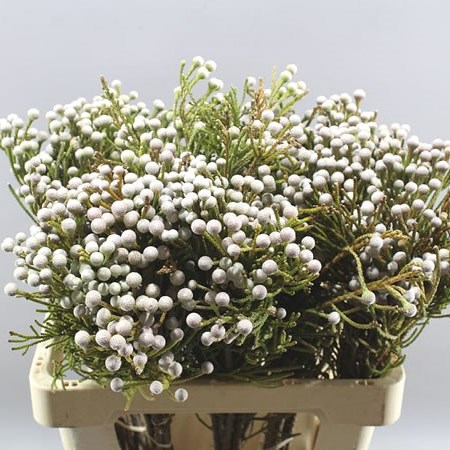 KAAPS BRUNIA (SPRAY)