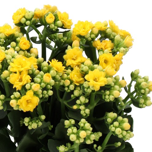 KALANCHOE BLAZING YELLOW MEADOW