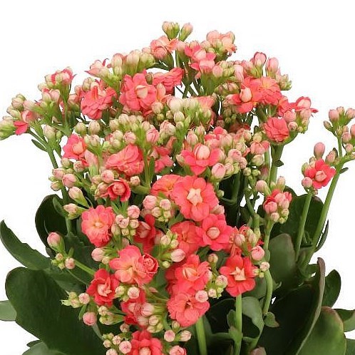 KALANCHOE DIAMOND CHERRY