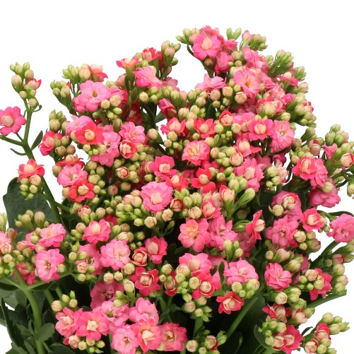KALANCHOE DIAMOND DARK PINK