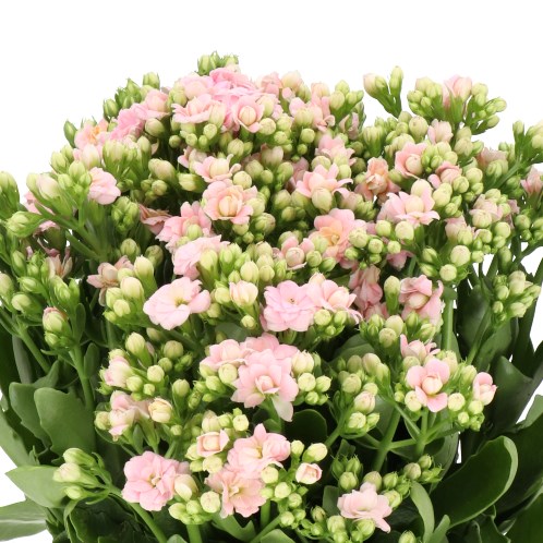 KALANCHOE DIAMOND PINK