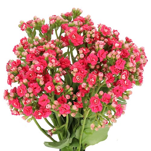 KALANCHOE SENSUAL PINK MEADOW 40cm Wholesale Dutch Flowers & Florist