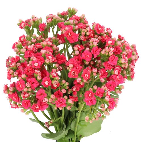 KALANCHOE SENSUAL PINK MEADOW