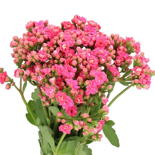 KALANCHOE SWEET PINK MEADOW