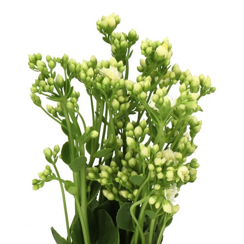 KALANCHOE TENDER WHITE MEADOW