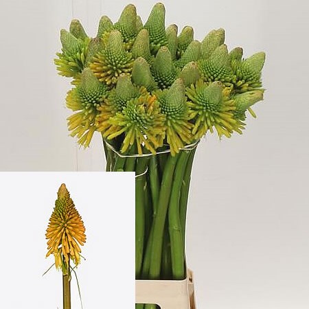 KNIPHOFIA MAGICAL HAPPY HALLOWEEN
