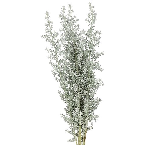 KOCHIA SCOPARIA 