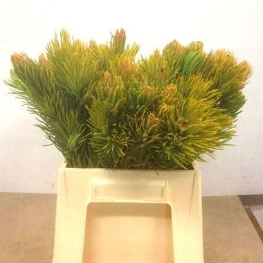 Kaaps Green Retzia Capensis