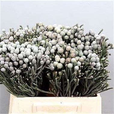 Kaaps Green Silver Brunia