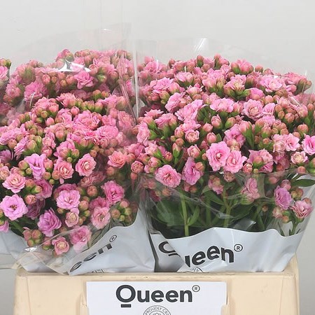Kalanchoe Cloudy Pink Meadow