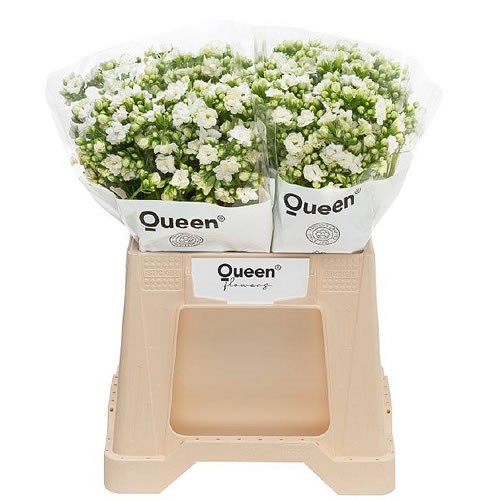 Kalanchoe Crystal White Meadow