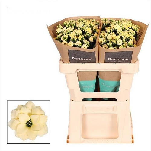 Kalanchoe Diamond Cream