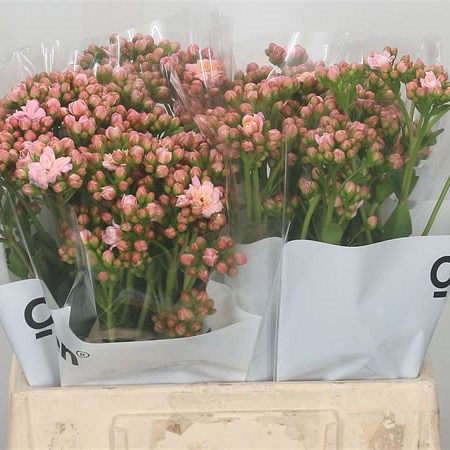 Kalanchoe Lace Pale Pink Meadow