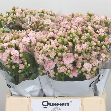 Kalanchoe Lace Pink