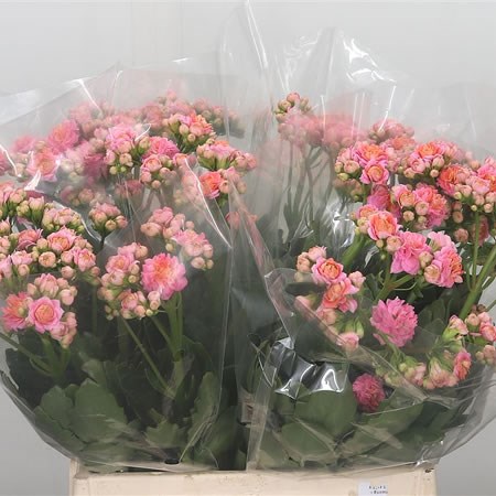 Kalanchoe Pink Diamond