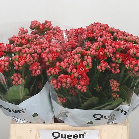Kalanchoe Pretty Red Meadow