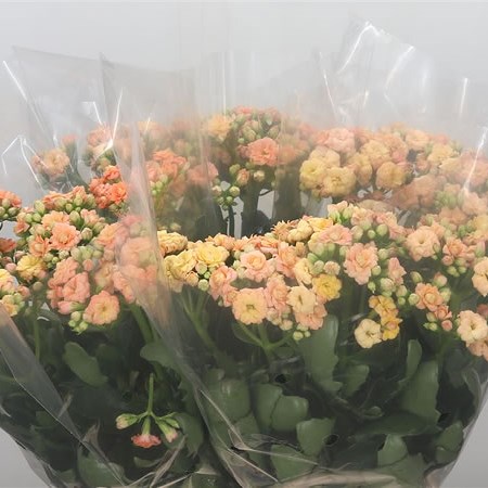 Kalanchoe Salmon/Apricot