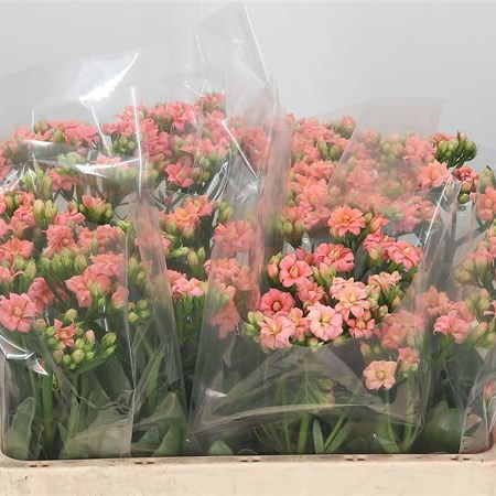 Kalanchoe Salmon Diamond