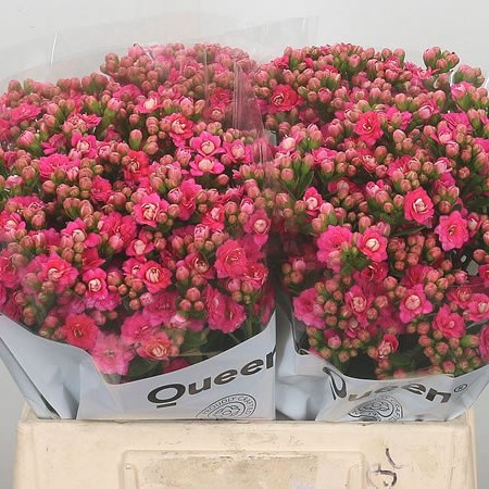 Kalanchoe Sweet Pink Meadow
