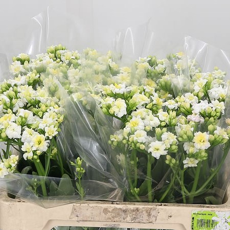 Kalanchoe White Diamond