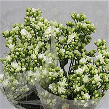 Kalanchoe White Meadow