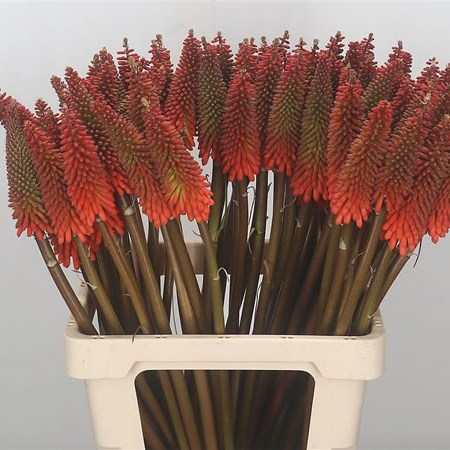 Kniphofia Alcazar (Red Hot Pokers)