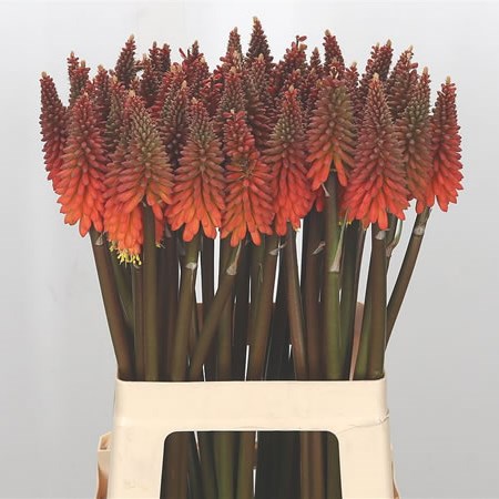 Kniphofia Alcazar (Red Hot Pokers)