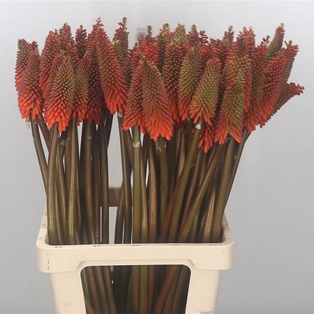 Kniphofia Alcazar (Red Hot Pokers)