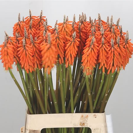 Kniphofia First Sunrise