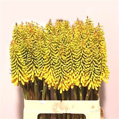 Kniphofia Sunningdale Yellow