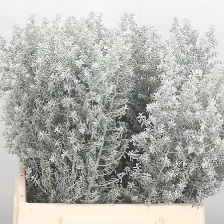 Kochia