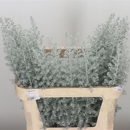Kochia