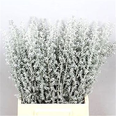 Kochia