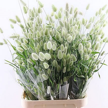 LAGURUS (FRESH)
