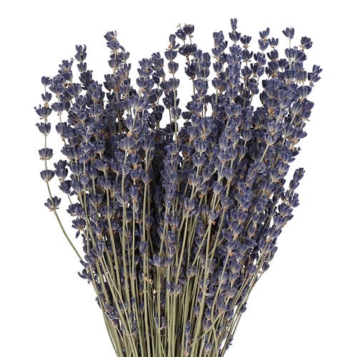 LAVENDER DARK DRIED 35cm Wholesale Dried Flowers UK Preserved Flowers