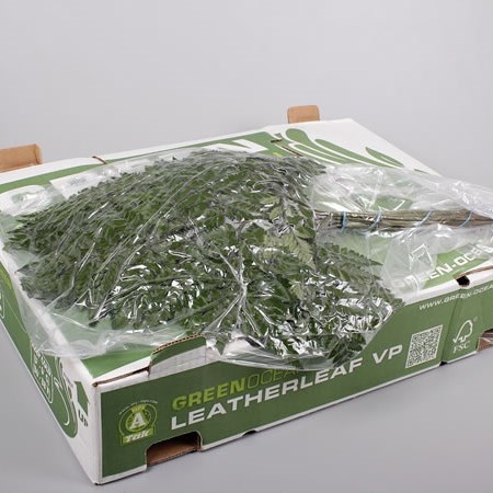 LEATHERLEAF EXTRA VAC PACKED