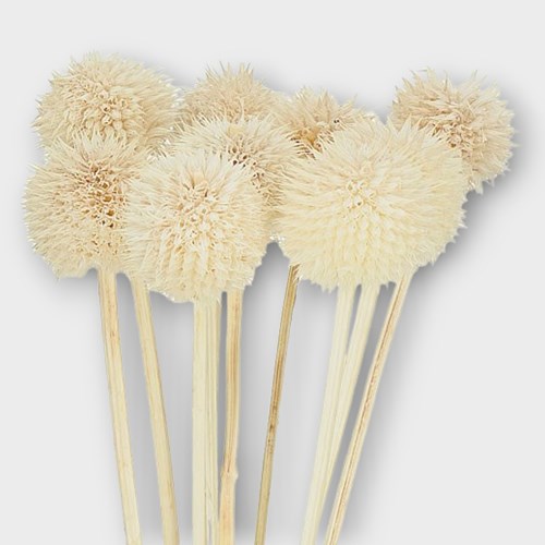 LEONOTIS DRIED & BLEACHED 50cm Wholesale Dried Flowers UK Preserved