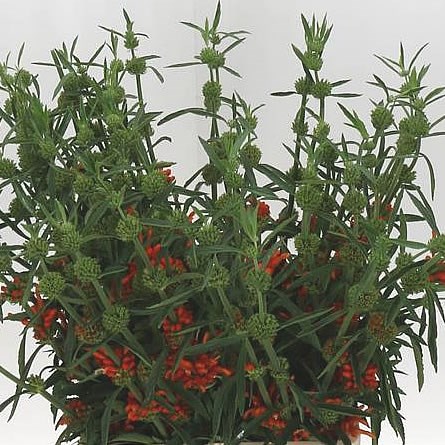 LEONOTIS LEONURUS