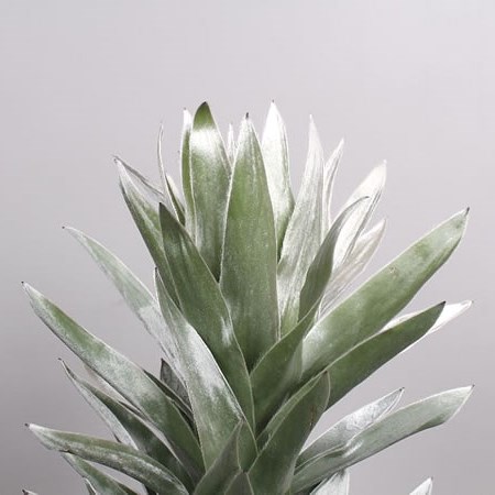 LEUCADENDRON ARGENTEUM SILVERLEAF