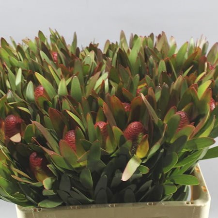 LEUCADENDRON AYOBA AFRICAN SKY