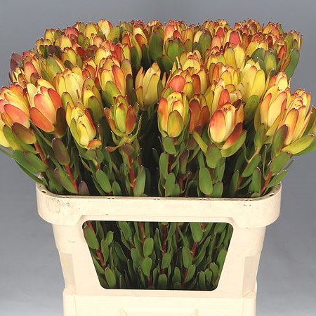 LEUCADENDRON AYOBA CUB