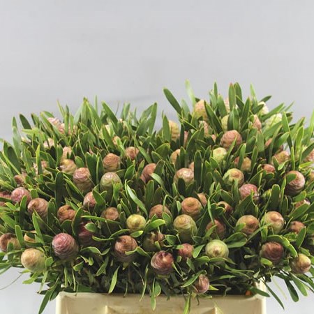 LEUCADENDRON BLUSH PEARL
