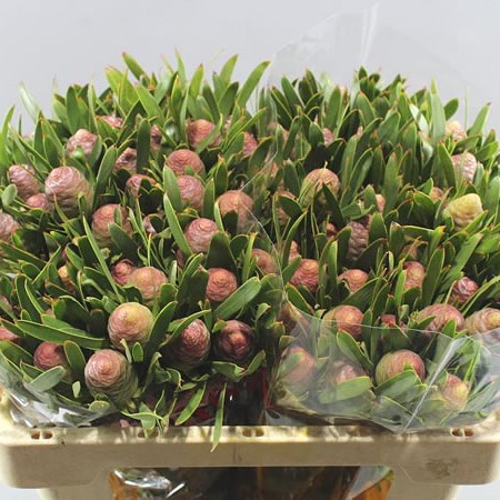 LEUCADENDRON BLUSH PEARL