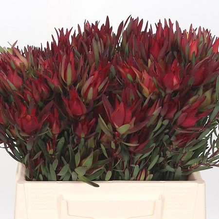 LEUCADENDRON BLUSH (SPRAY)