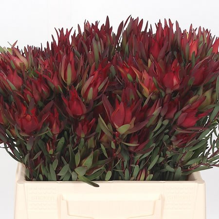 LEUCADENDRON BLUSH (SPRAY)