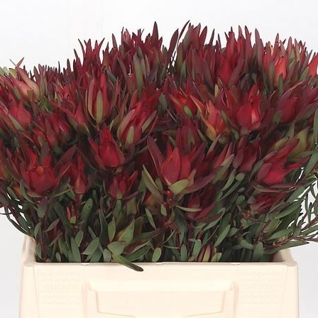 LEUCADENDRON BLUSH (SPRAY)