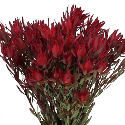 LEUCADENDRON BLUSH (SPRAY)