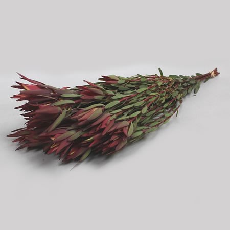 LEUCADENDRON BLUSH (SPRAY)