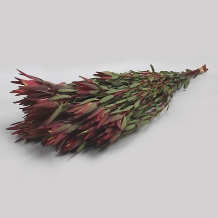 LEUCADENDRON BLUSH (SPRAY)