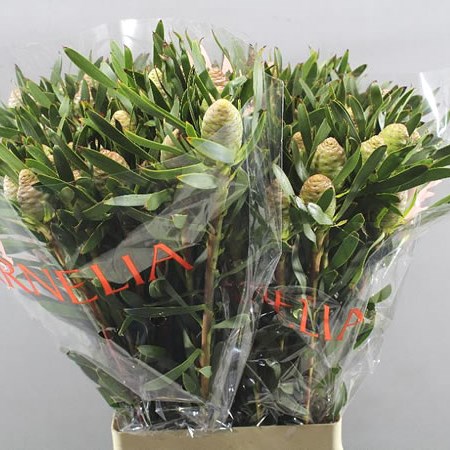 LEUCADENDRON BLUSHED PEARL